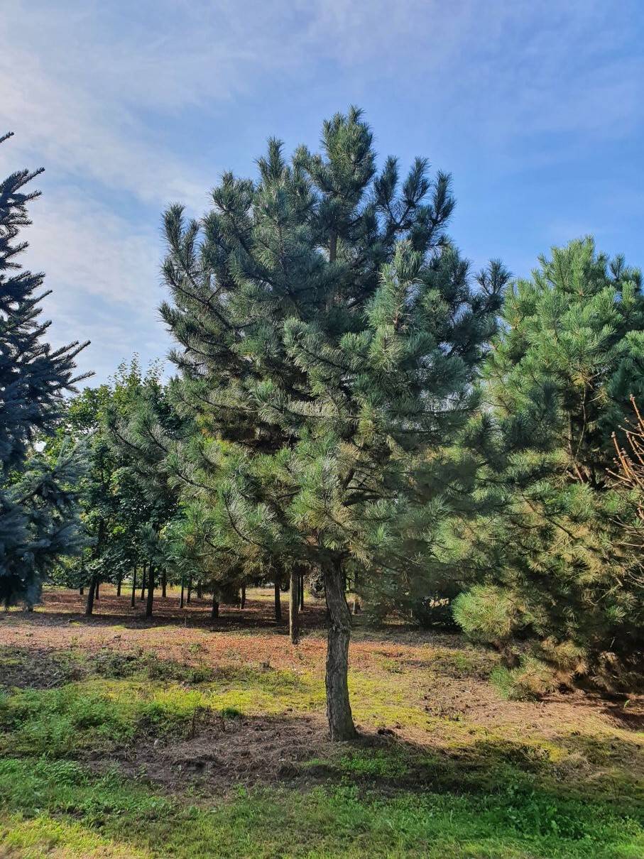 Pinus nigra nigra 45-50 HO-1